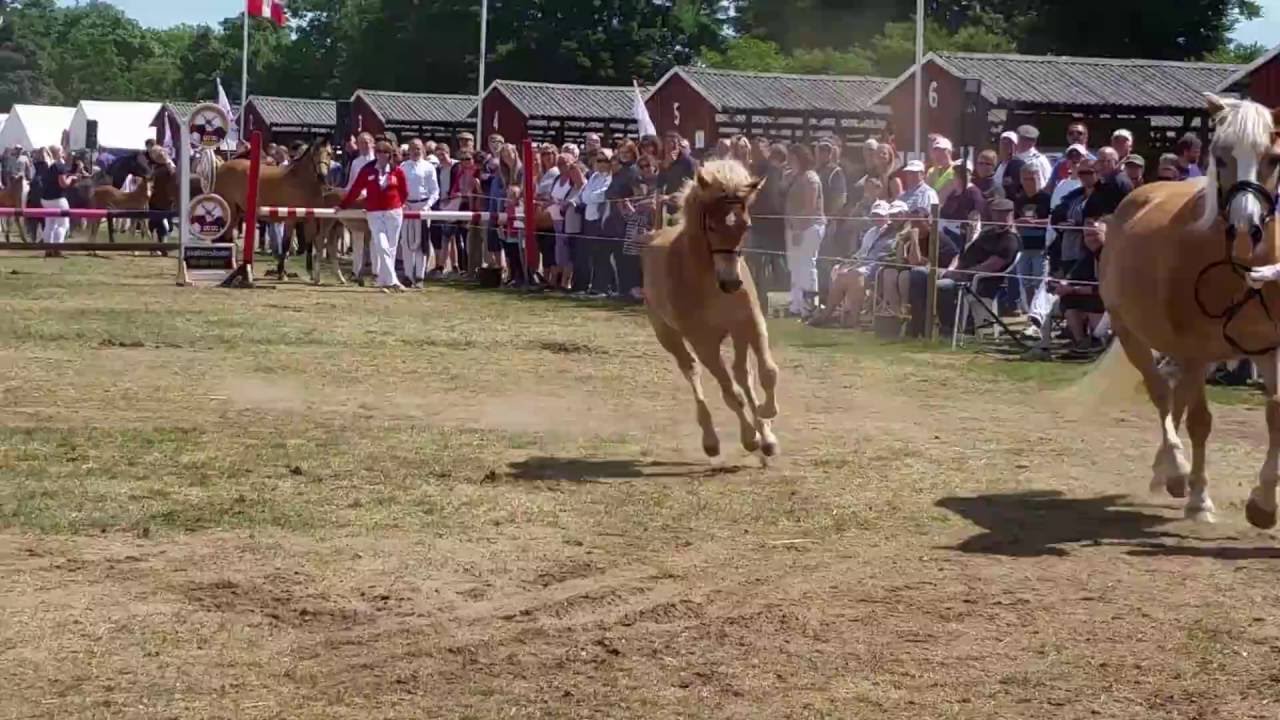 Bedste føl på Det Fynske Dyrskue 2016