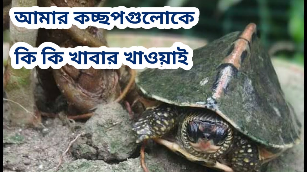 How to Feeding turtle / আমার কচ্ছপগুলোকে যে যে খাবার দিয়ে থাকি / কচ্ছপ পালন পদ্ধতি