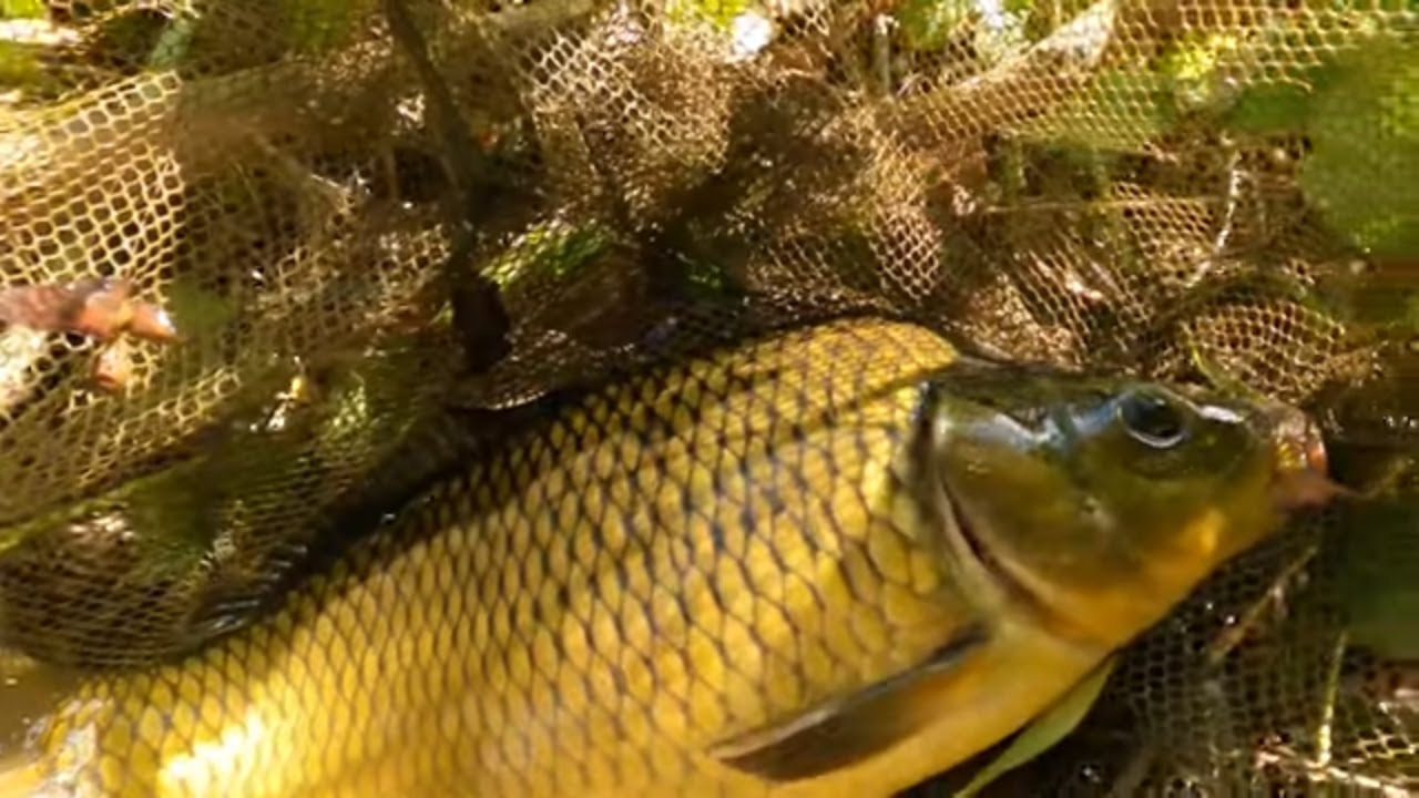 HALNAK VALÓ VIDÉK-avagy csatornahorgászat haladó szint