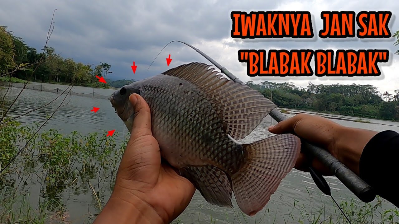 BUAT BOLO BOLO YANG SERING BONCOS COBAIN MANCING KESINI ‼️