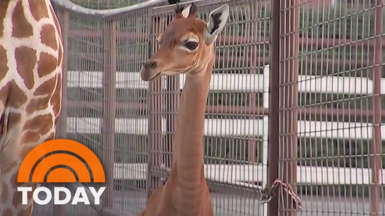 Rare spot-less giraffe born at Tennessee zoo: Help name her!