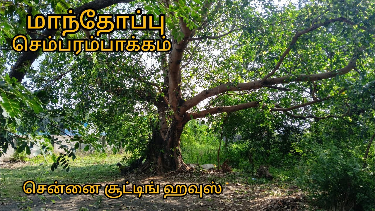 மாந்தோப்பு சூட்டிங் - செம்பரம்பாக்கம் | #yt #video #forest #garden 