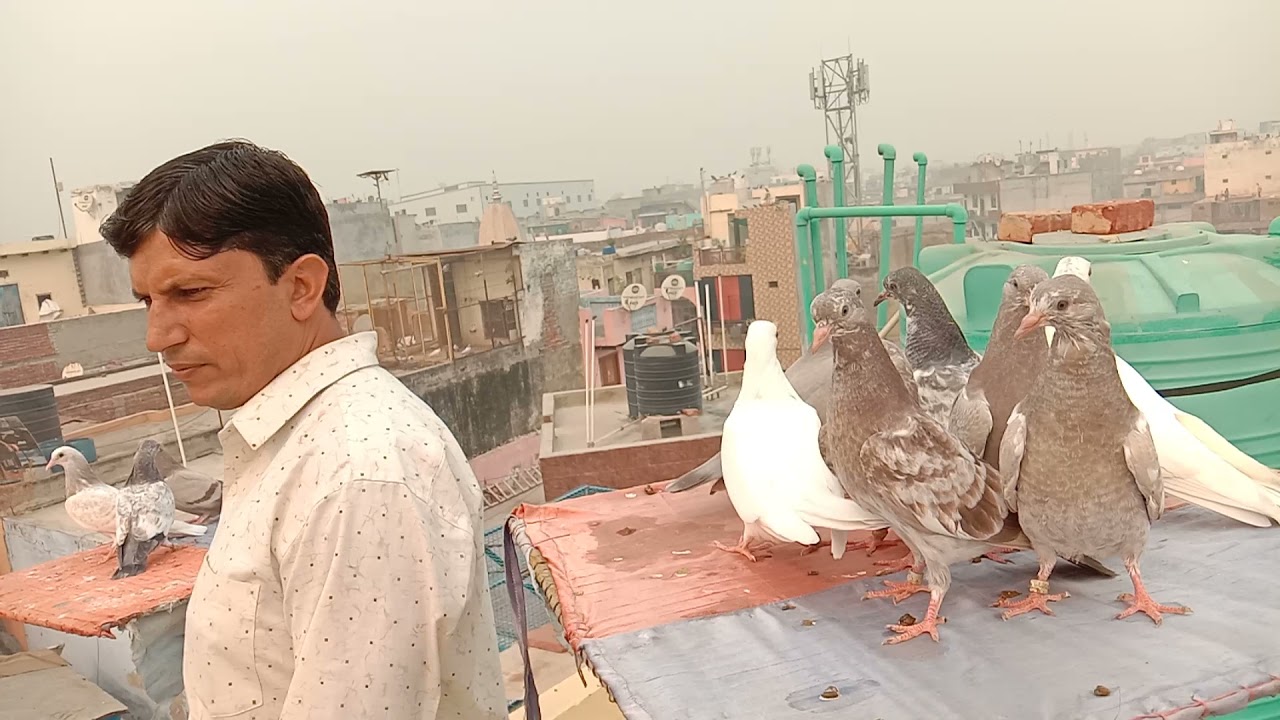 Chhatri per bacche Kaise lagaen( how to trained baby pigeon) mr.bhura sharma 8178125040