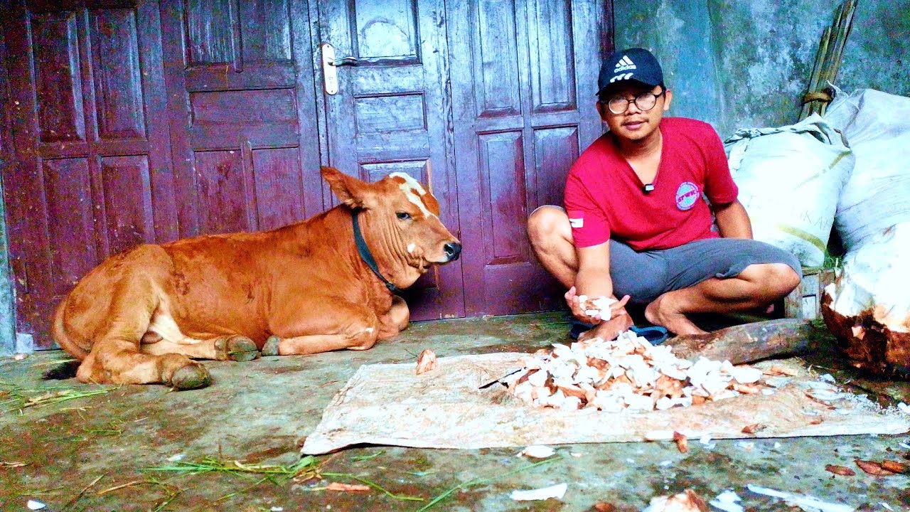 SUKSES MENGANDALKAN BONGGOL PISANG UNTUK PAKA ALTERNATIF TERNAK SAPI ‼️