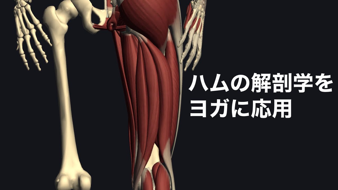 ハムストリングスの解剖学をヨガやスポーツに応用してみよう