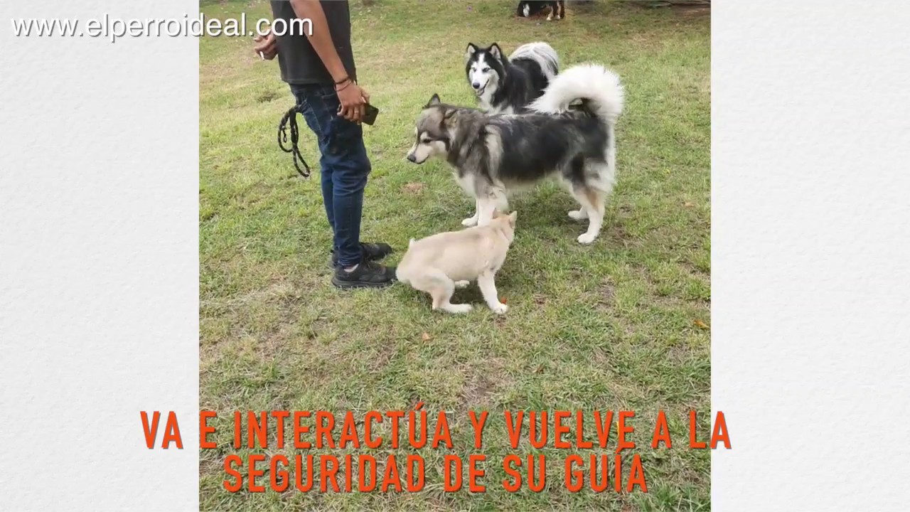 Cachorra Husky Socializando con 2 Malamutes Lenguaje Canino