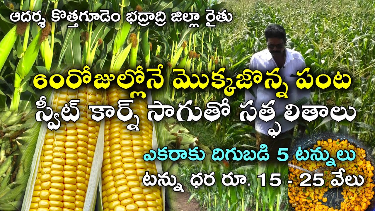 స్వీట్ కార్న్ మొక్కజొన్నసాగుతో సత్ఫలితాలు||Growing Sweet Corn from Sowing to Harvest||Karshaka Mitra