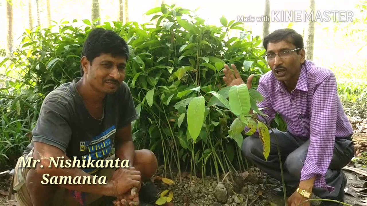 MANGO  GRAFTING // Contact grafting  with 100% SUCCESS.