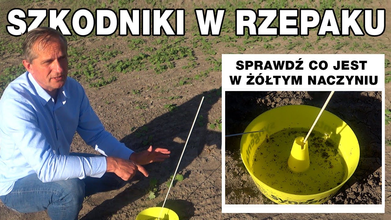 Mszyce, gnatarz, śmietki – szkodniki w rzepaku – jak sprawdzać pojawy?