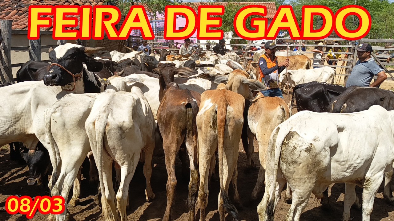 Feira de gado de Quixaba-PE (08/03/26)