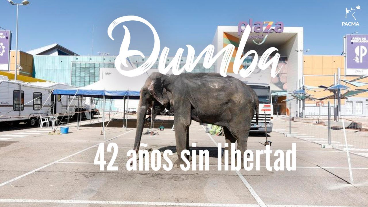 🐘🎪 Dumba: de circo en circo. 42 años sin libertad