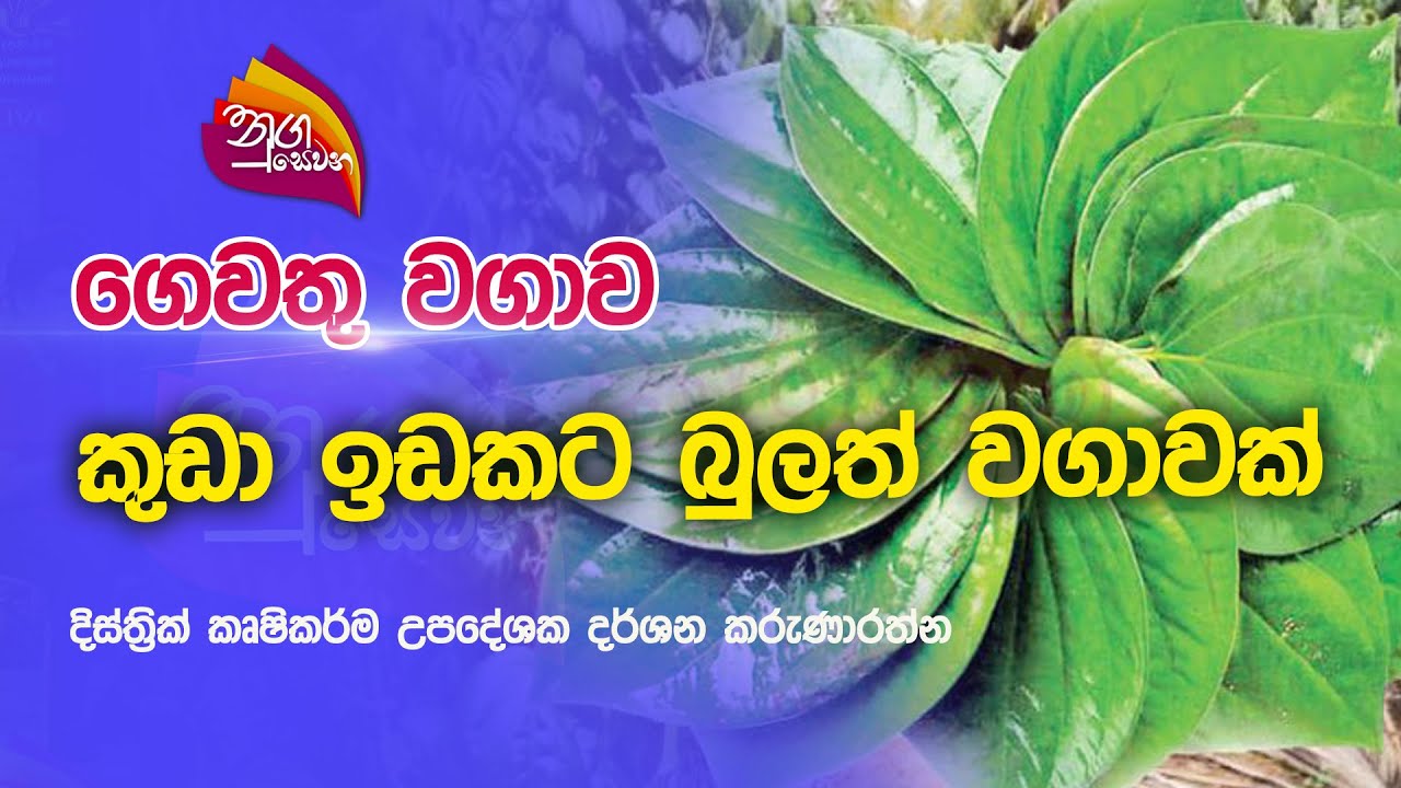 Nugasewana | ගෙවතු වගාව - කුඩා ඉඩකට බුලත් වගාවක් | 2022-11-28 |Rupavahini
