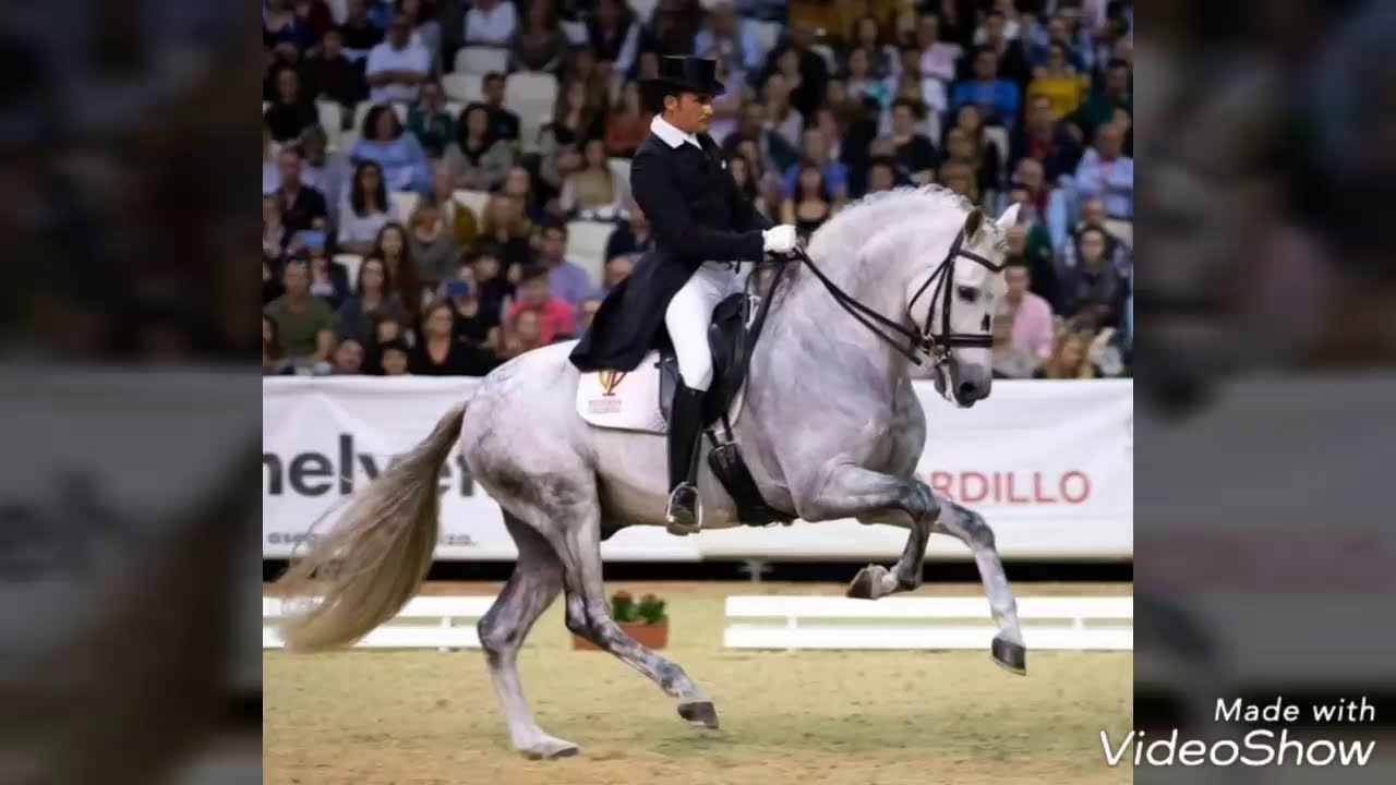 Kur Gran Premio Ganador Copa Ancce Doma Clásica Jose Antonio García  Mena y Bajel