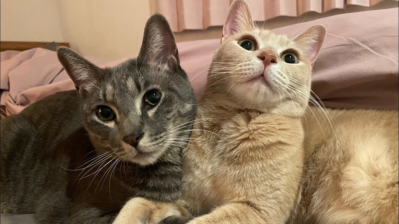 キキとテテのまいにち。 #6 元保護猫のふたごの日常 /cat videos