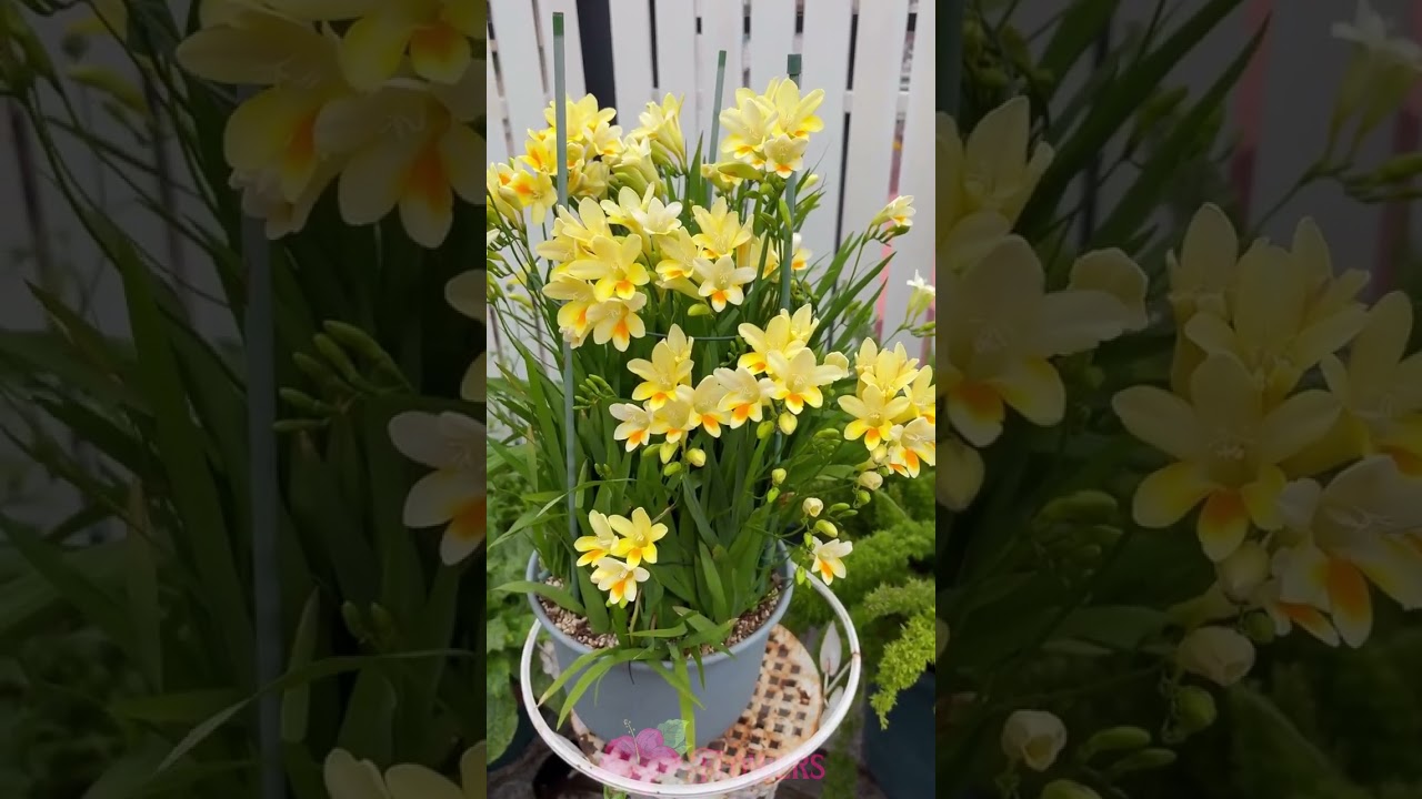 Freesia Flower #flowers #beautifull #beautifullflower #fypシ #fypシ゚viral