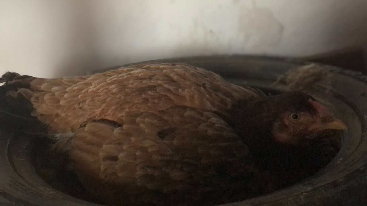 Gurk tavuğum 24 gün gurk tavuğumda son anlar yavrular gözüktümü civcivler ne renk #şampiyonhinthoroz