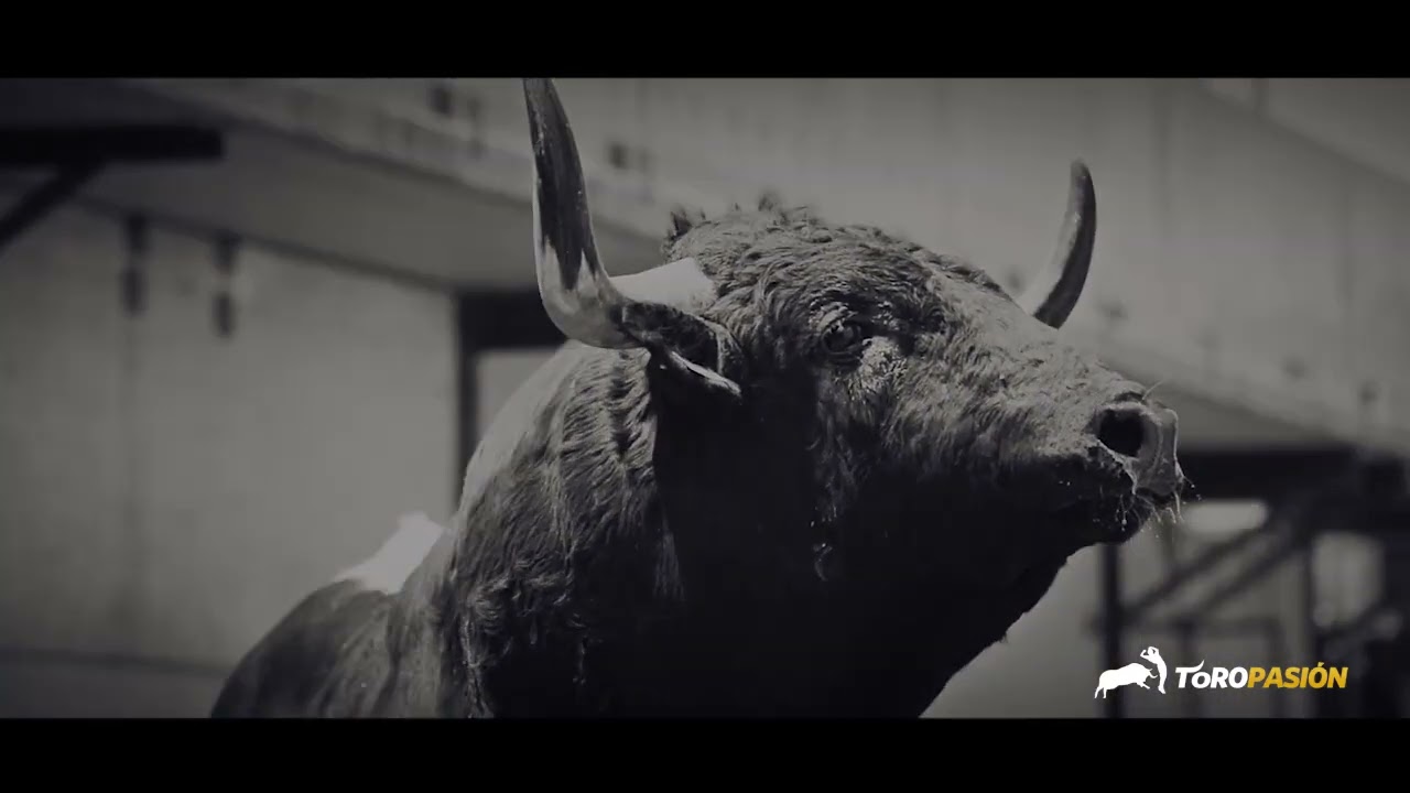 🐂🎄 Navidad, el nacimiento de la cultura del TORO