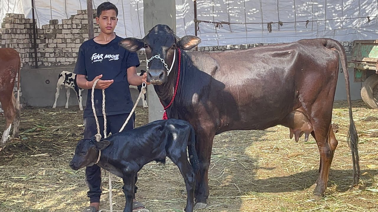 ملك البكارة مش عارف جيب الحلويات ديت منين براون وسيمنتال من الفواخر اوي ببلاش ببلاش