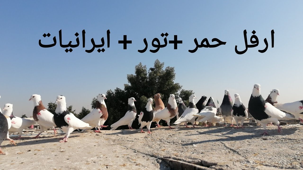 سطح الجناي عمر التميمي... جناي ارافل وايرانيات وتور