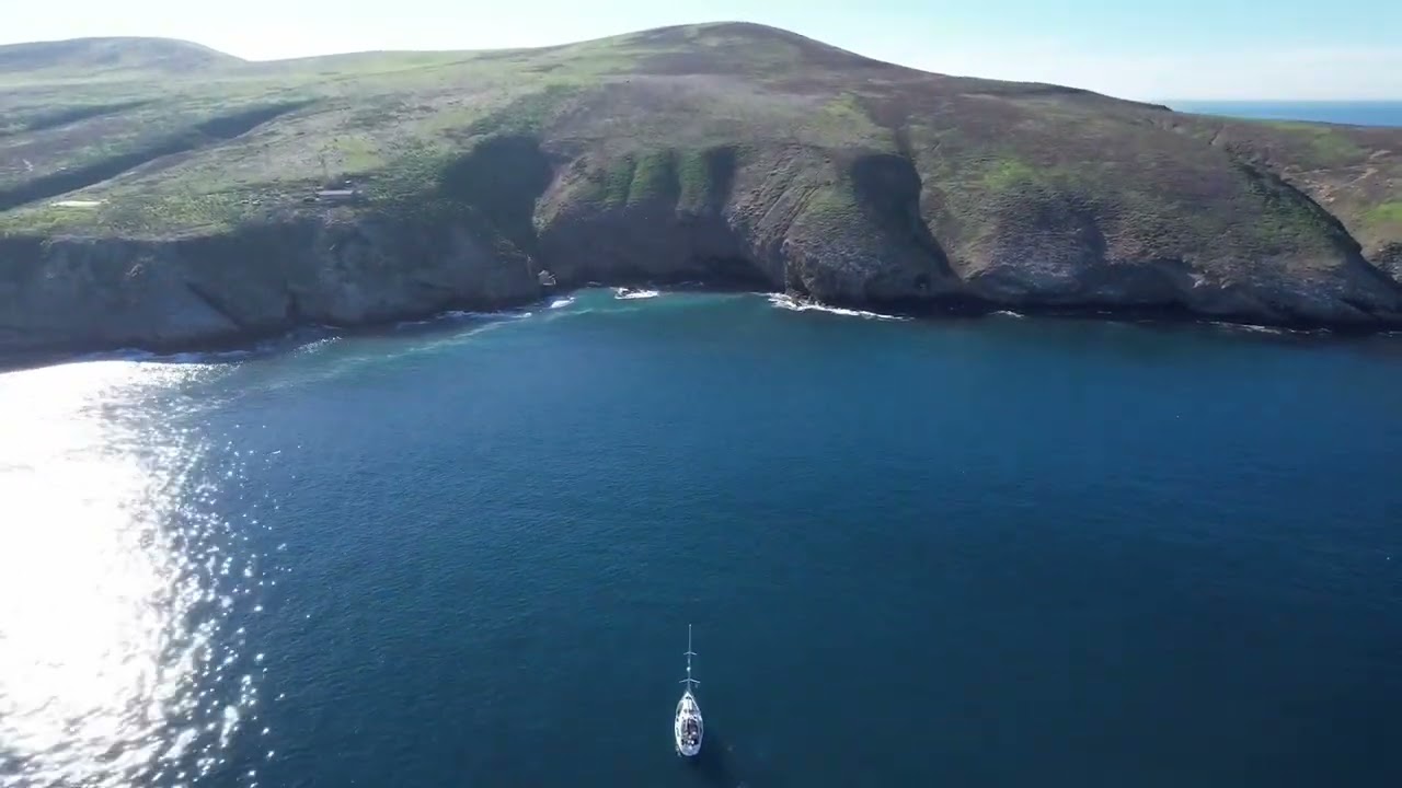 Sailing with dolphins