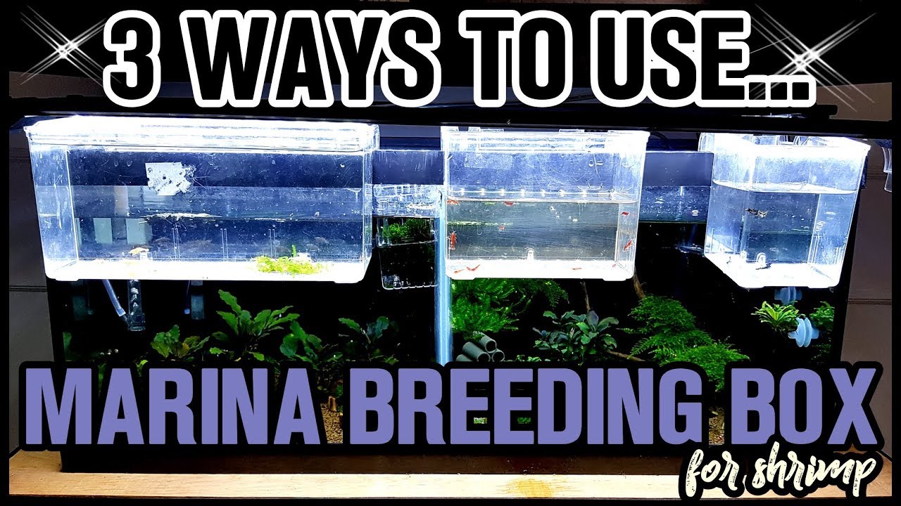 AMAZING MUST HAVE TOOL FOR SHRIMP KEEPERS! MARINA BREEDING BOX