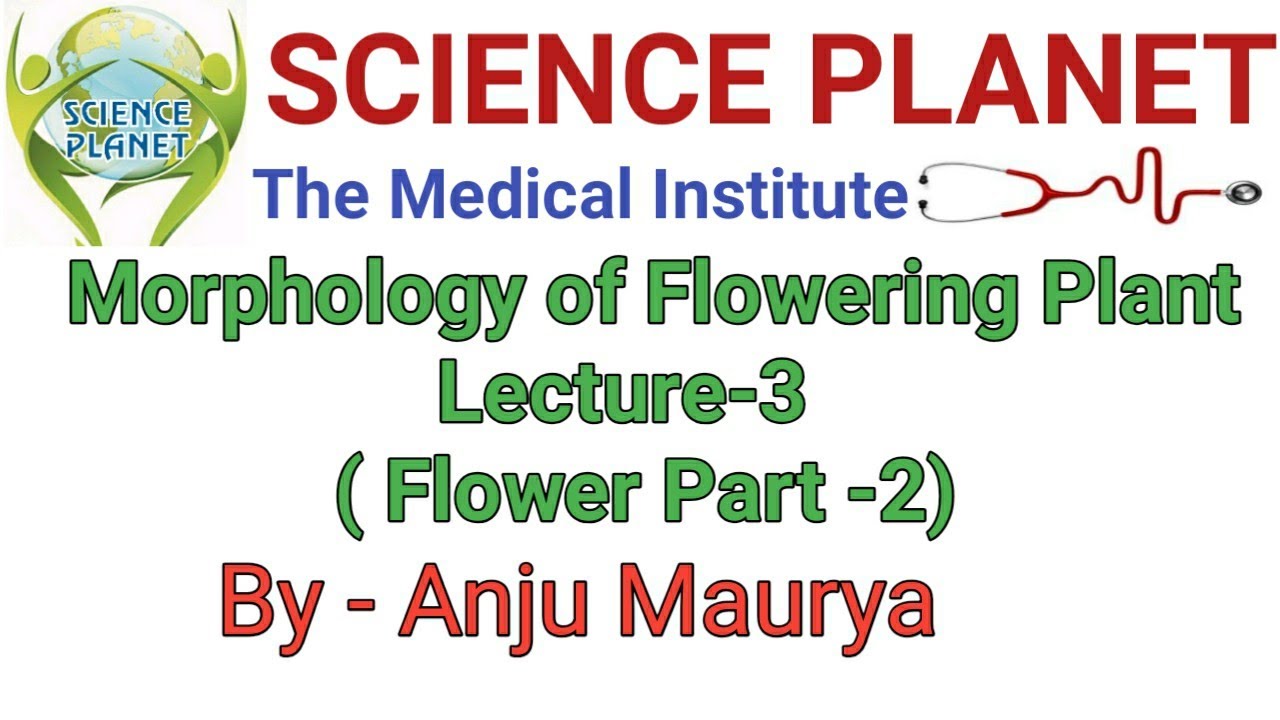 Morphology of Flowering Plants ll Lecture-3 ll By- Anju Maurya