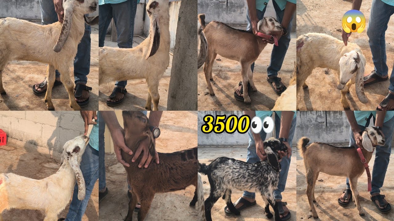 Kota Goats And Desi Goats Male Or Female Available In Hyderabad 