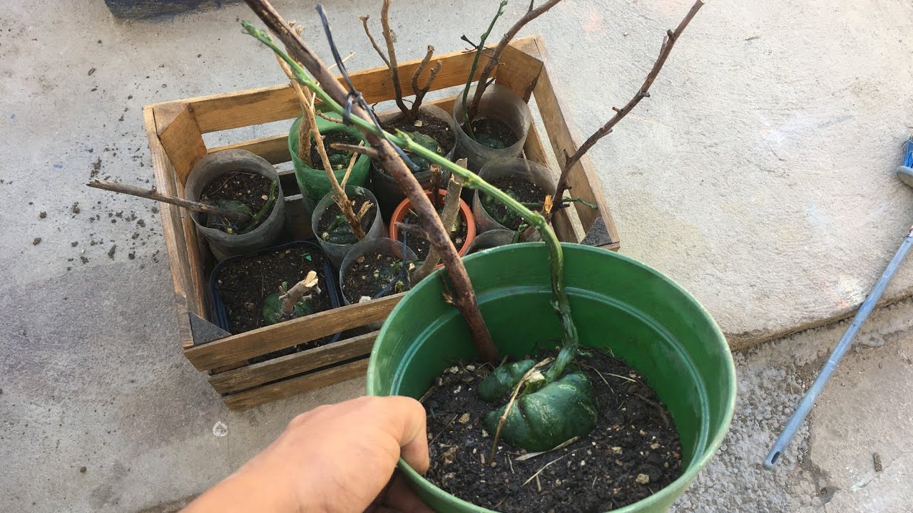 COMO SEMBRAR CHAYOTE, PAPA DE AIRE, GUISQÜIL. CUIDADOS , CONSEJOS Y MUCHO MAS.