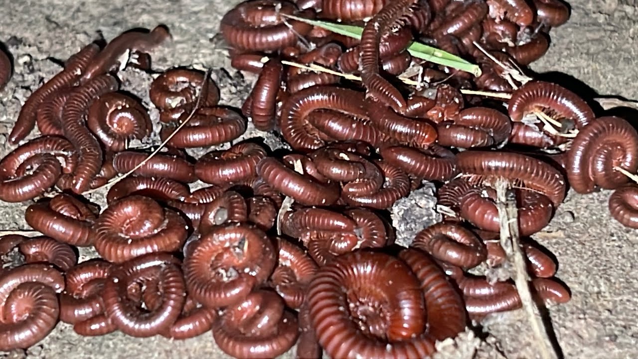 Poisonous Millipede & Deadly Scorpion Catch in Wild | Giant Bug Encounter