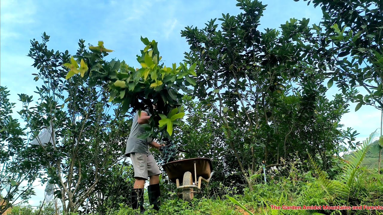 Relaxing Gardening | Air-layering Ruby Pomelo, Lime & Planting Red Wax Apple Cutting