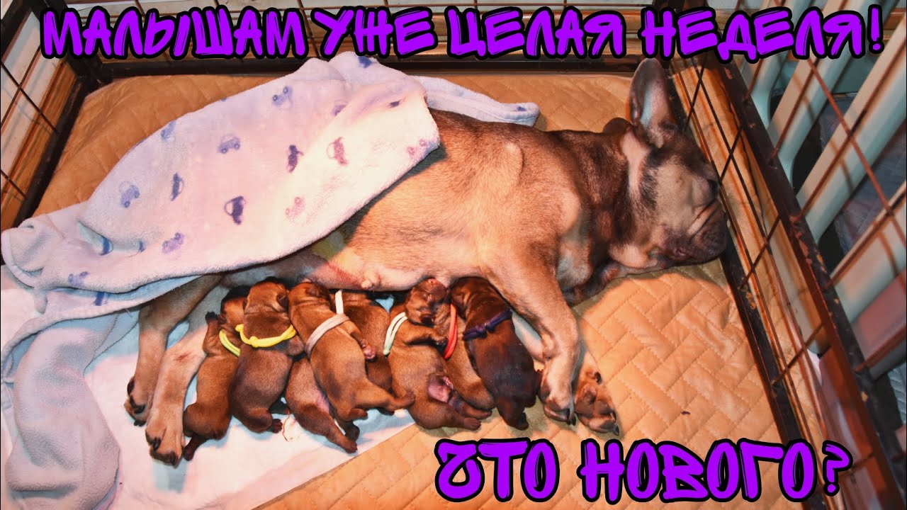 Щенкам французского бульдога уже целая неделя! Что нового? Что то изменилось?