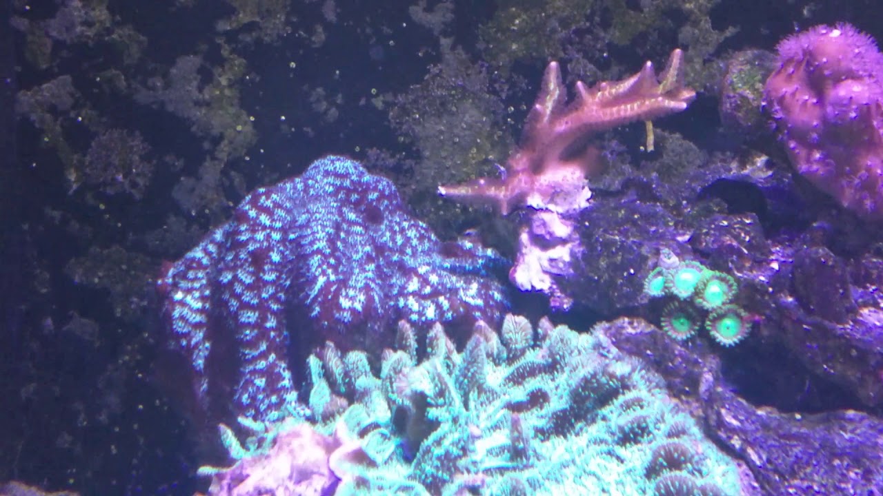 Pavona coral placements in my tank