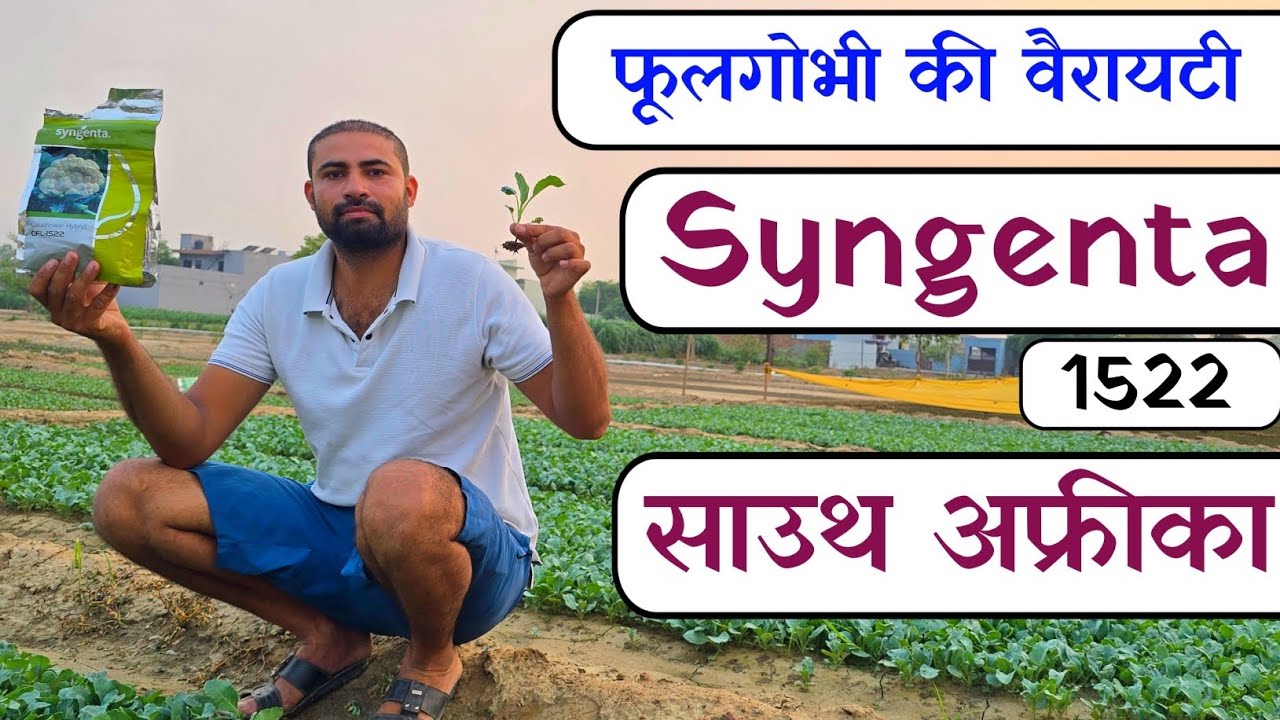 फूलगोभी की TOP वैरायटी - साउथ अफ्रीका में तैयार हुआ - Syngenta 1522 ¦¦ 60 दिन में हार्वेस्टिंग शुरू