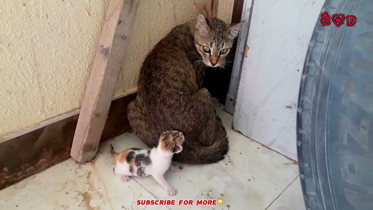 Newborn Baby cat Trying to Walk First Time | Baby cat and Mom | Mother cat and Kitten / Cat videos