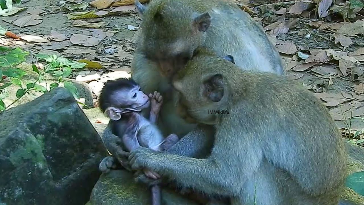 OMG..Jiva wonder aunt Jonna looking at her two purpose constantly when she play with her.