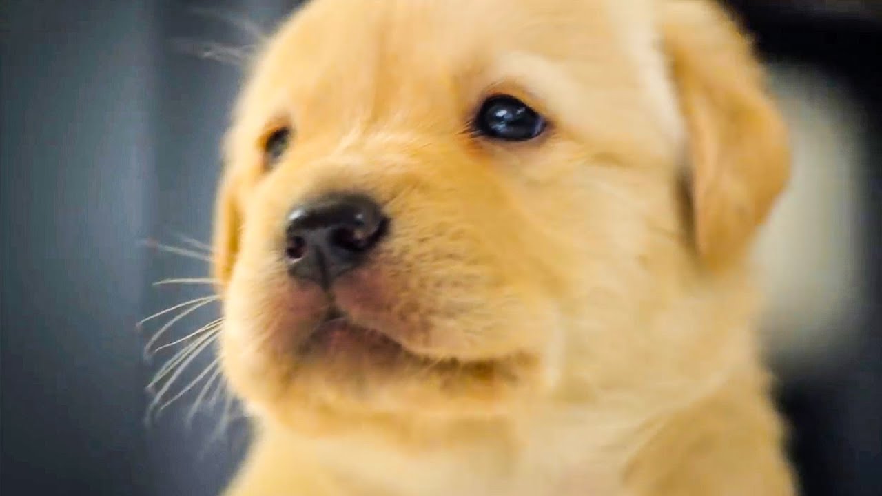 Puppy Opens Eyes For The First Time | The Secret Life of Dogs| BBC Earth Kids