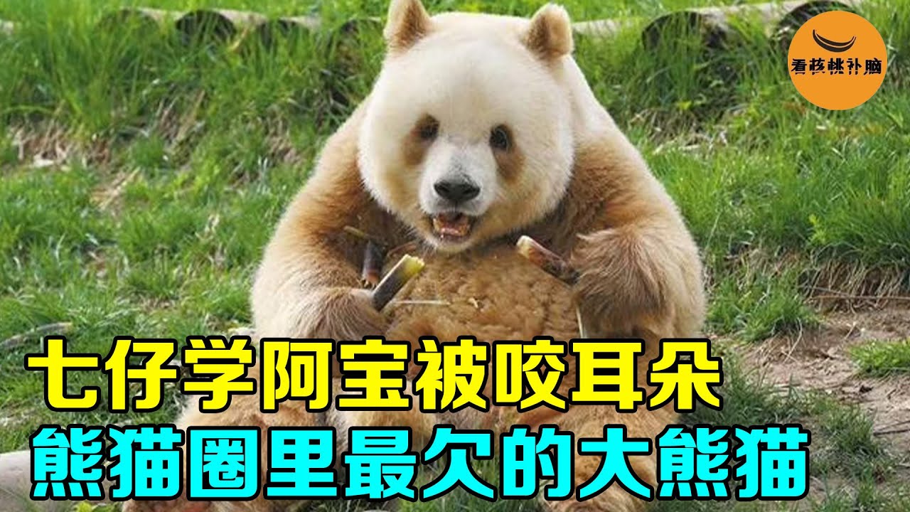 七仔学阿宝被咬耳朵，和阿宝竟演出一部连续剧，熊猫圈里最欠的大熊猫！【看核桃补脑】