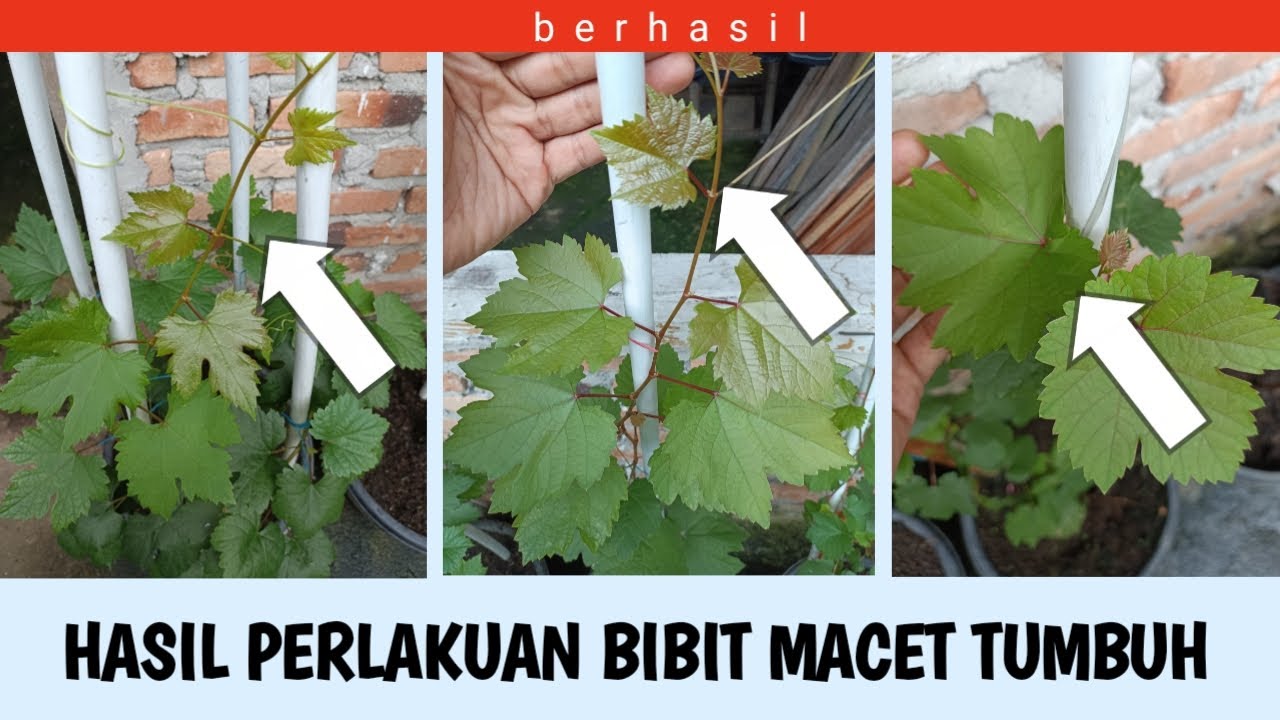 BERHASIL !!!! Inilah hasil perlakuan bibit anggur macet tumbuh