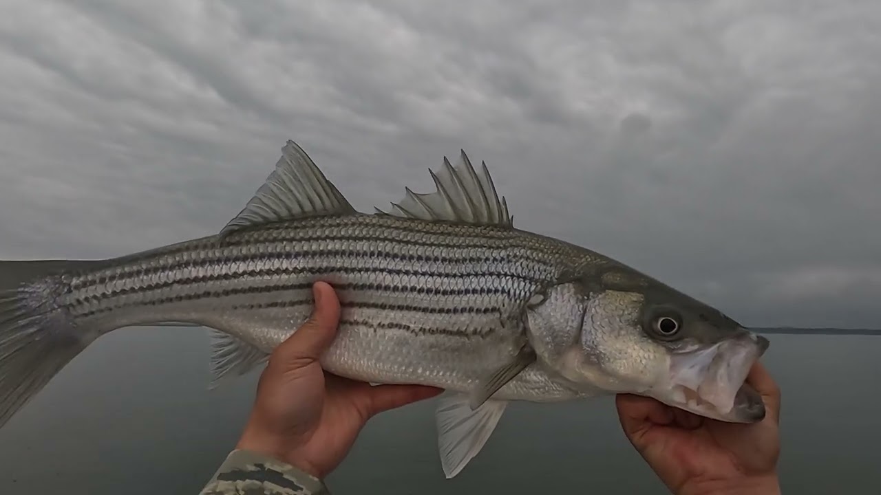 Texoma striper topwater 2024