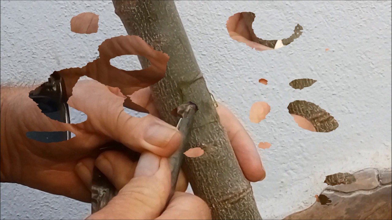 Injerto de Olivo