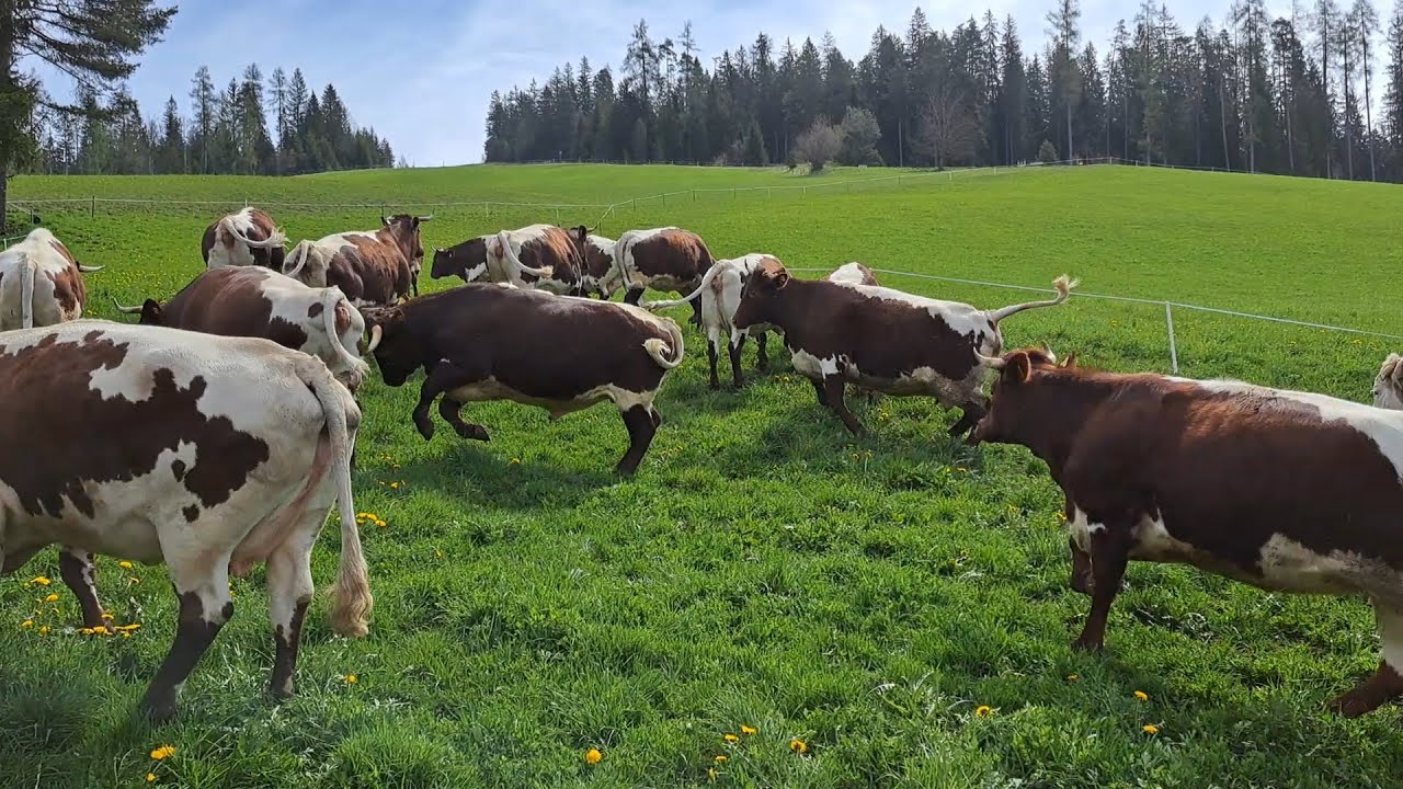 Erster Weidegang nach dem Winter - LEBENSFREUDE PUR!