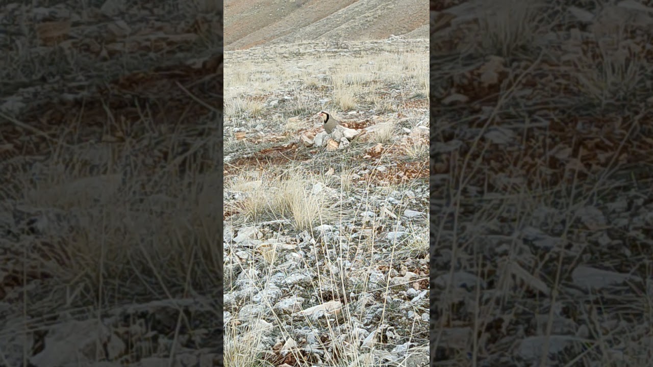 Siverek boksür kekliği(1)