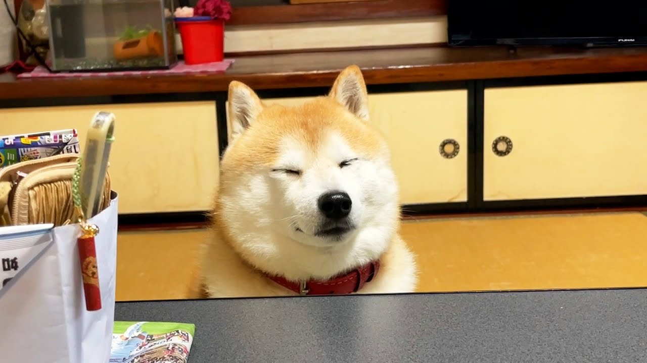 Shibe rushes to help Grandma, but all he does is warm himself under the kotatsu.