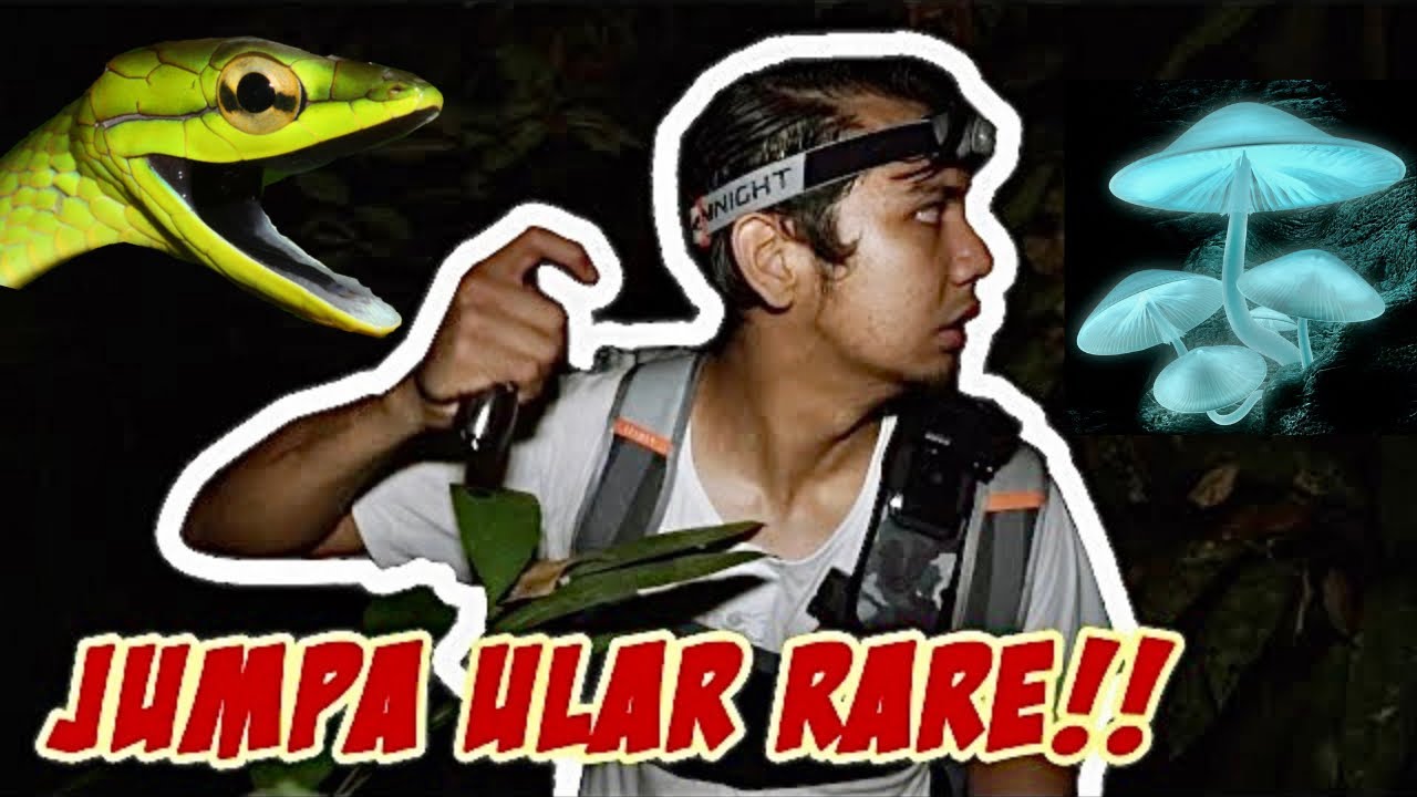 ULAR RARE DI DUNIA !