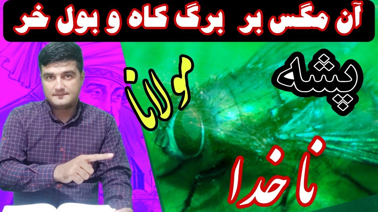 پشه ای بالای برگ کاه و شاش خر که خود را ناخدا و کشتیبان فکر میکرد، از مثنوی معنوی مولانا جلال الدین