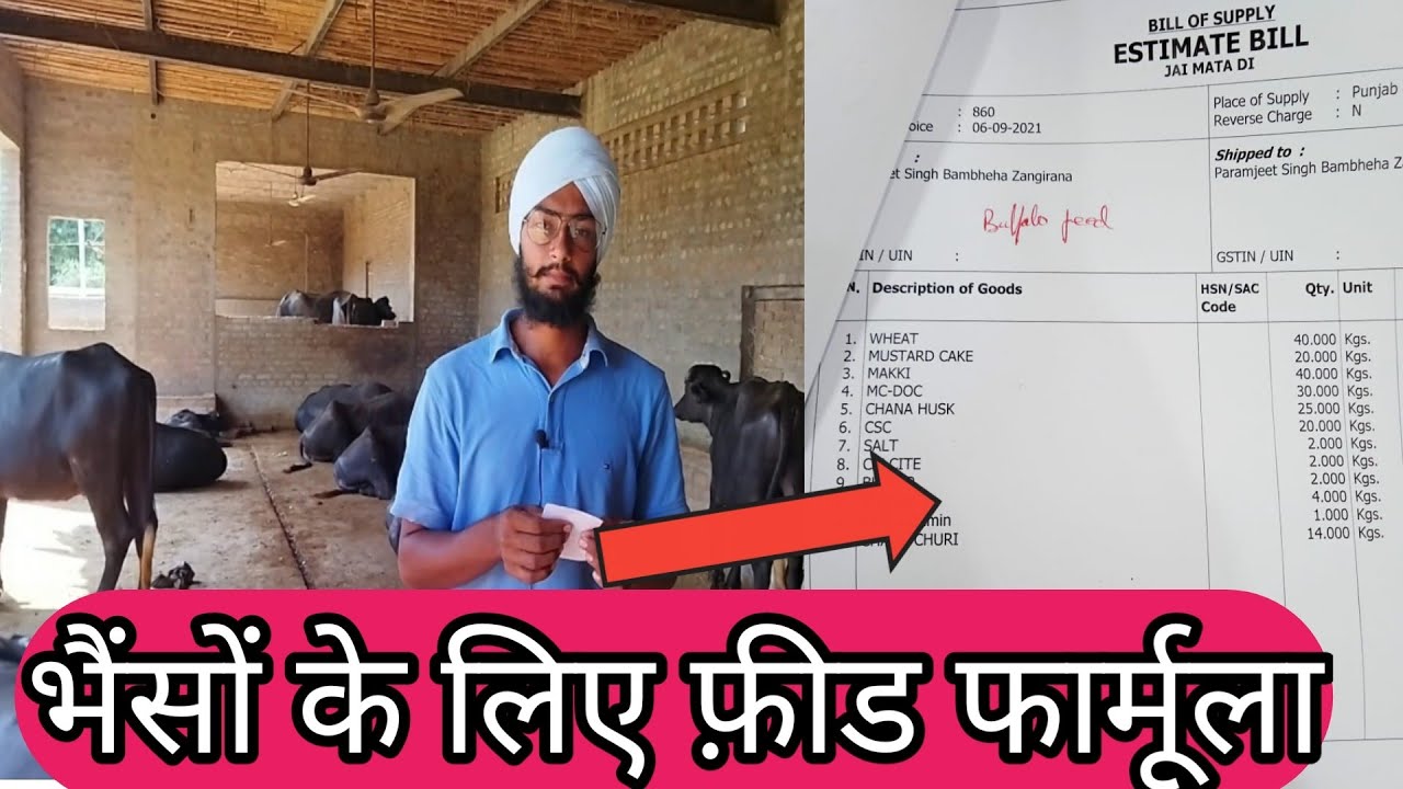 Feed formula for Buffalo। भैंस के लिए सस्ती फीड ऐसे त्यार करें। Buffalo feeding। Veer dairy farm