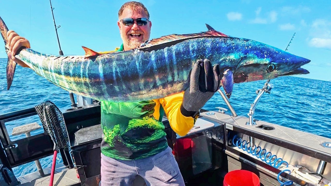 Самая ценная морская рыба! Гигантский ваху у мыса Мортон