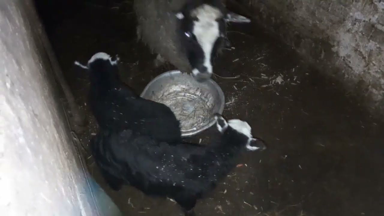 Як пройшла ніч у нового жителя...