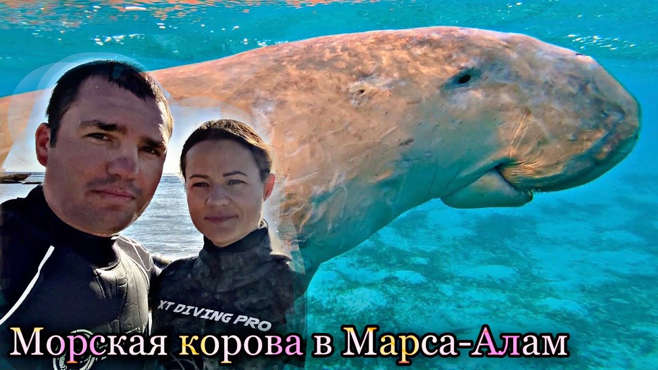 Поиск Морской Коровы Дюгонь в Марса Алам/Египет бухта Марса Мубарак