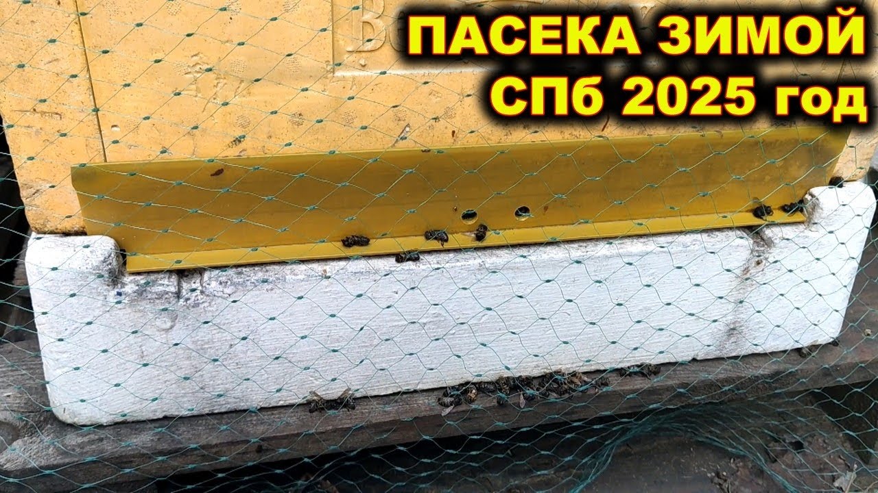 Пасека зимой, СПб, 25-26 гг. Последние работы. 